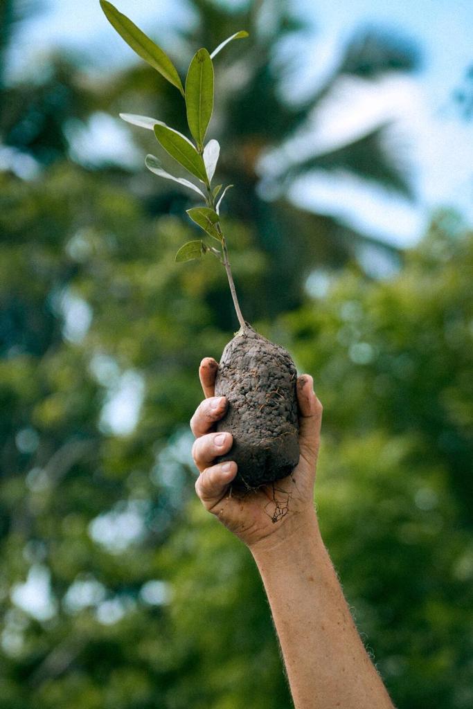 Proceso Do Con M S De Mil Plantas Para Protecci N De Zonas