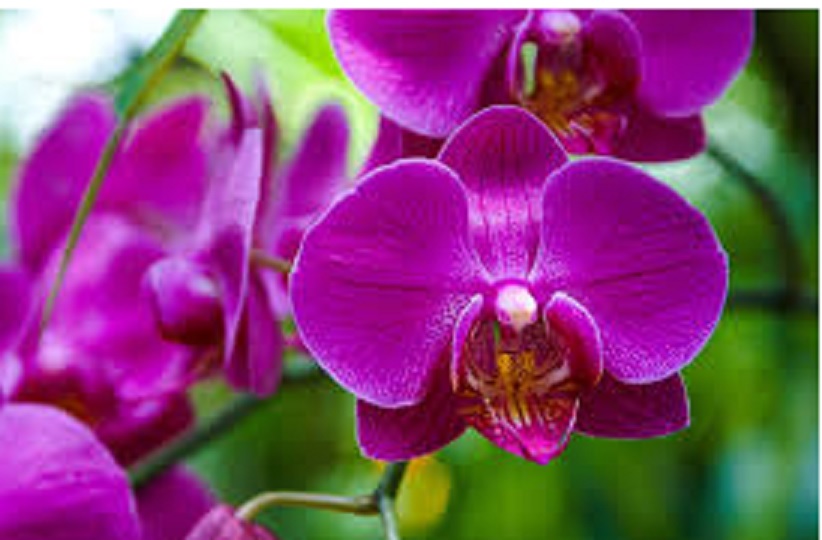 Proceso.com.do :: Llueven las críticas a Educación por licitar compra de  orquídeas por casi 700 mil pesos